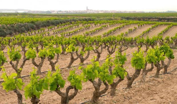 Casa Rural Ardetxal A 16Km De Logrono Y Laguardia Vinaspre Exterior foto